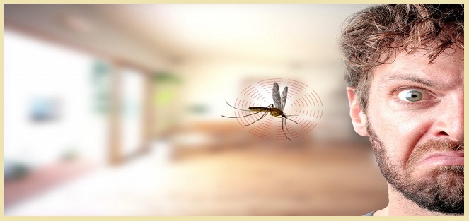 Dịch vụ diệt muỗi tại TP.HCM