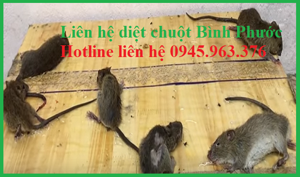 cong-ty-diet-chuot-gia-re-tinh-binh-phuoc