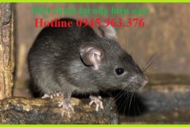 dich-vu-diet-chuot-tai-nha