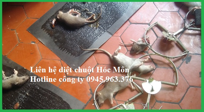 cong-ty-diet-chuot-huyen-hoc-mon