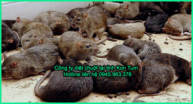 cong-ty-diet-chuot-tinh-kon-tum