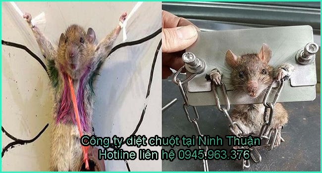 cong-ty-diet-chuot-tinh-ninh-thuan