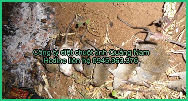 dich-vu-diet-chuot-tinh-quang-nam