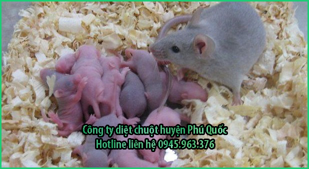 cong-ty-diet-chuot-huyen-phu-quoc