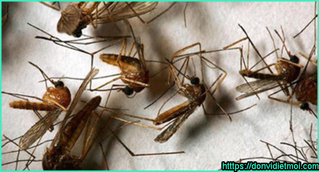 dich-vu-diet-muoi-tan-goc-tai-cai-rang