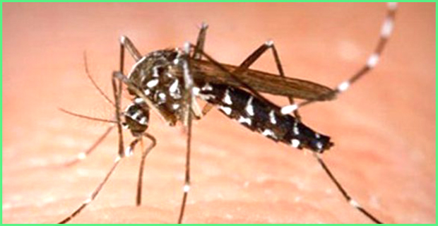 muoi-aedes-muoi-van