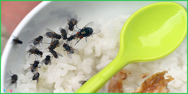 Loài ruồi sinh sản như thế nào? Tác hại của ruồi đến con người