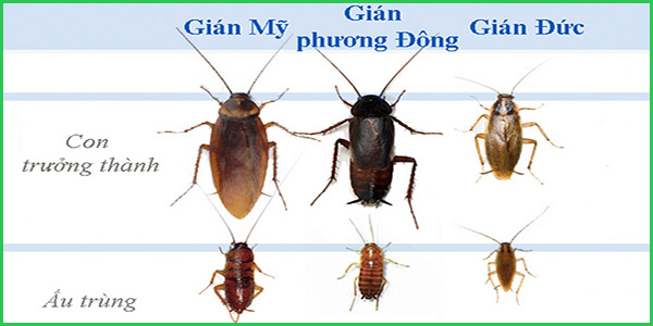 cach-diet-gian-duc-khong-dung-thuoc