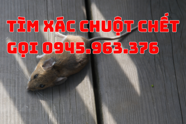 dich-vu-tim-xac-chuot-tai-binh-duong