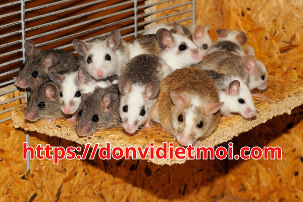 cong-ty-diet-chuot-tan-goc-quan-ba-dinh