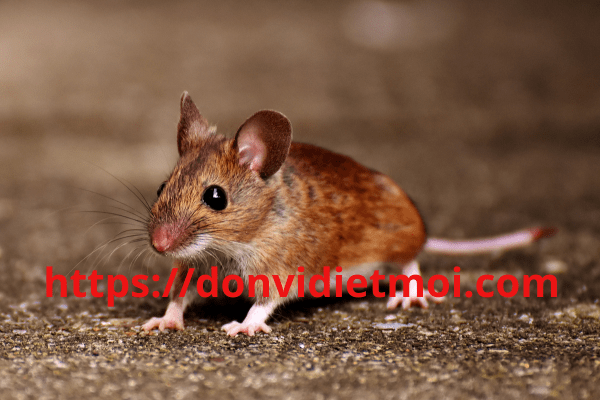 dich-vu-diet-chuot-quan-hoang-mai-ha-noi1